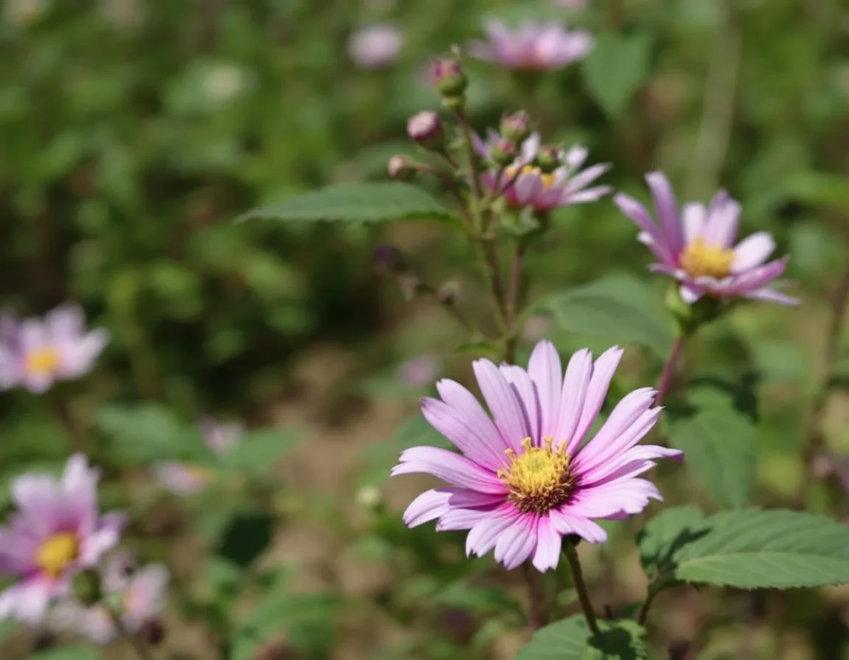Fleurs de CBD : À la croisée des chemins entre droit de l'environnement et législation des stupéfiants